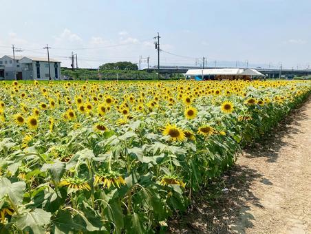 大垣ひまわり畑 大垣ひまわり畑の写真