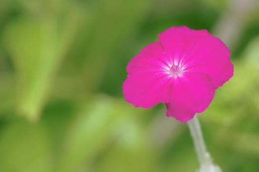 Photo, summer, flower, swiss fish, 