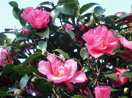 サザンカ・山茶花 サザンカ・山茶花の写真