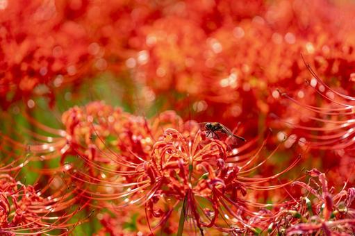 熊本-【番所の棚田の彼岸花】 熊本,番所,棚田の写真素材