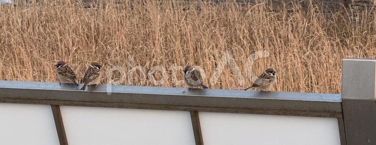 甲板の上に並ぶスズメ 雀,スズメ,鳥の写真素材