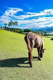 鹿児島　開聞山麓自然公園（トカラ馬牧場） 開聞山麓自然公園,トカラ馬牧場,開聞岳の写真素材