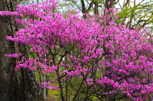 Japanese azalea 2 (Nikko City, Tochigi Prefecture), JPG