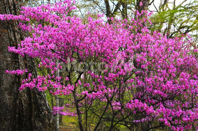 トウゴクミツバツツジ2(栃木県日光市) トウゴクミツバツツジ,紫色,ピンク色の写真素材