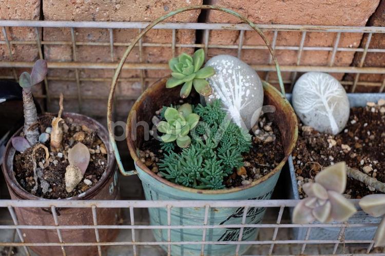 リメ缶と多肉植物 セダム,みどり,生えるの写真素材