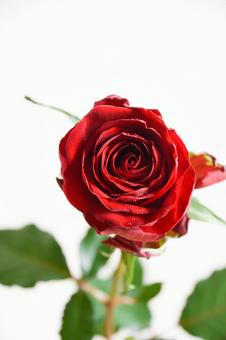 赤い薔薇 赤い薔薇の写真