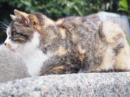 野良猫 野良猫の写真