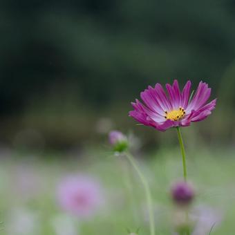 雨の日のコスモス畑 雨の日のコスモス畑の写真