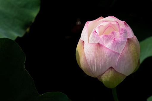 ピンクの蓮の蕾 ピンクの蓮の蕾 蓮の蕾,蓮の葉,緑の葉の写真素材