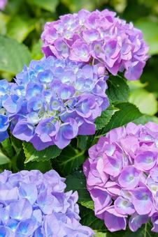 鮮やかなアジサイの花のアップ 縦 鮮やかなアジサイの花のアップ 縦 アジサイ,紫陽花,花の写真素材