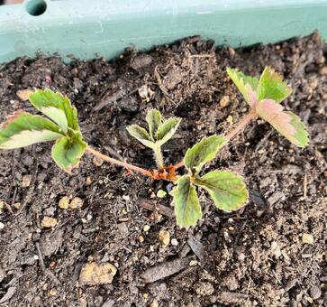 苺の苗 イチゴ,いちご,果物の写真素材