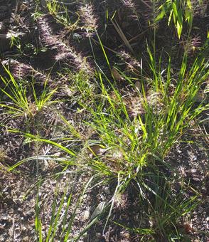 光と植物。10月。 植物,草,光の写真素材