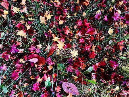 紅葉の背景画像 紅葉,背景,待受の写真素材