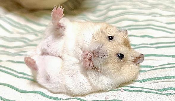 Yellow Djungarian Hamster 5 lying on his back, JPG Yellow Djungarian Hamster 5 lying on his back, JPG