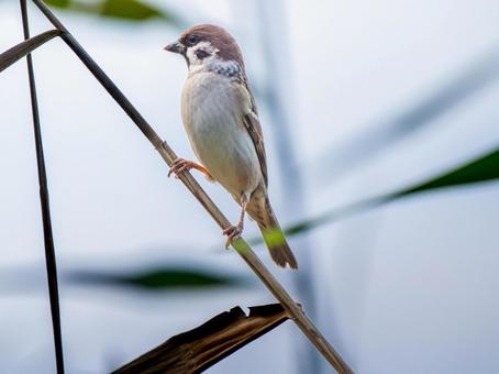 枝にとまるスズメ スズメ,雀,鳥の写真素材