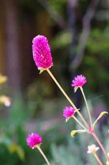 センニチコウの花 センニチコウ,ピンク,秋の写真素材