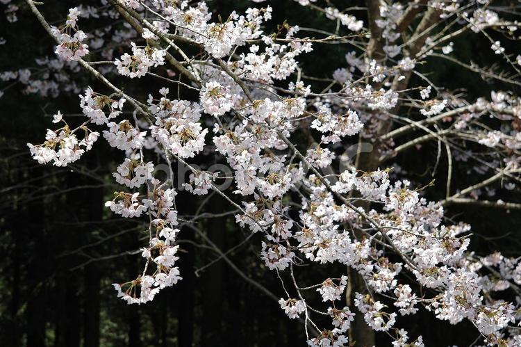 ＜春のイメージ＞桜 桜,花,開花の写真素材