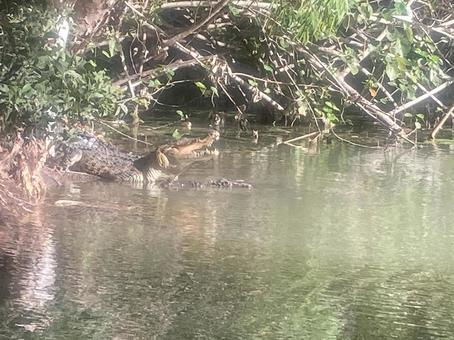 ワニ ワニ クロコダイル,ワニ,鰐の写真素材