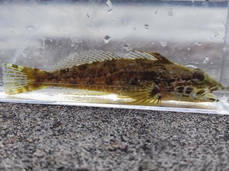 アナハゼ アナハゼ,根魚,海水魚の写真素材