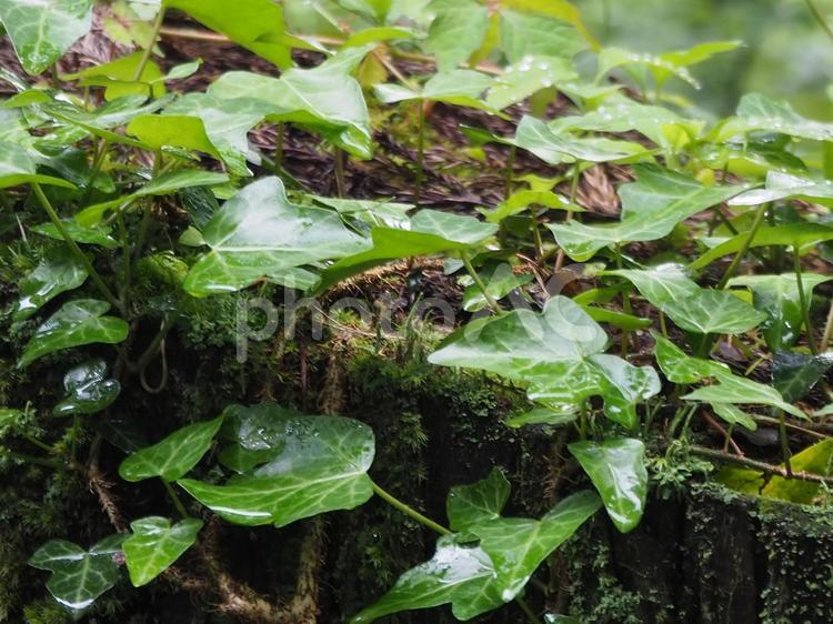 切り株に生えた草 切り株,草,自然の写真素材