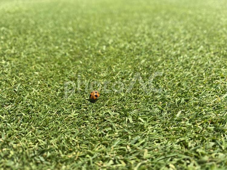 芝生にいるてんとう虫 てんとう虫,天道虫,芝生の写真素材