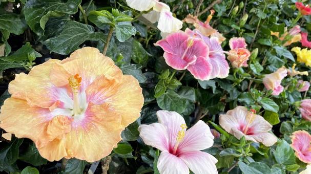 色とりどりのハイビスカスの花 沖縄 色とりどりのハイビスカスの花 沖縄 ハイビスカス,花,南国の写真素材