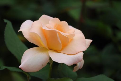 薄いオレンジ色のバラの花のアップ 薄い,オレンジ色,バラの写真素材