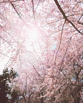 桜と観覧車 桜と観覧車の写真