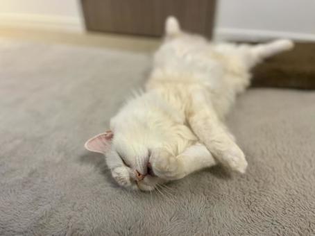 Photo, cat, white, hair trimming, 