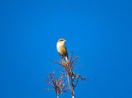 枝の先端に留まるモズのオス 枝の先端に留まるモズのオス モズ,野鳥,動物の写真素材