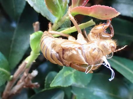 Photo, cicada, summer, scrap, 