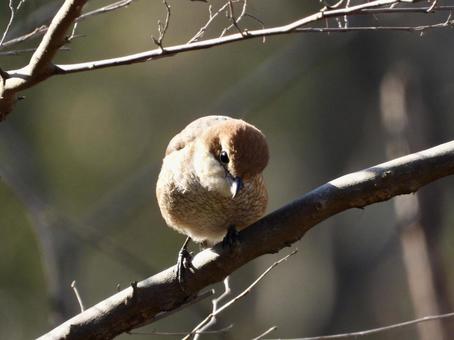 A shrike perched on a tree, JPG
