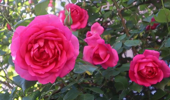 温かい心 温かい心の写真