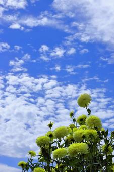 秋の空とダリア-2 秋の空とダリア-2の写真