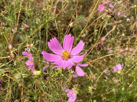 秋のコスモスの花 花,道端,自然の写真素材
