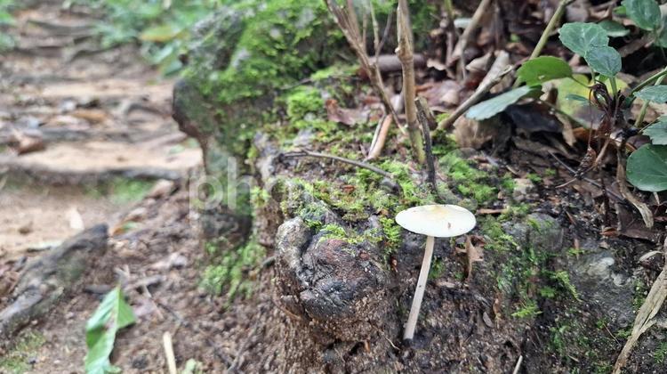 登山道脇のきのこ キノコ,茸,毒キノコの写真素材