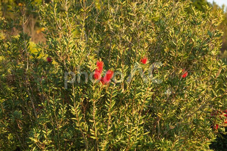 ブラシの木と赤い花 花,ブラシ,木の写真素材