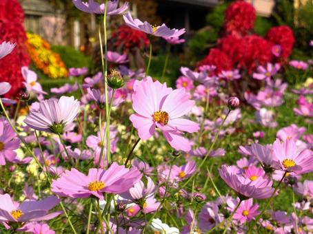 庭園の花壇に咲くピンクのコスモス コスモス,花,植物の写真素材