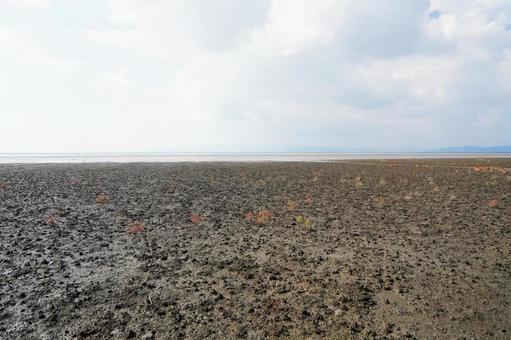 佐賀 一面に広がる有明海の干潟 干潟,有明海,海の写真素材