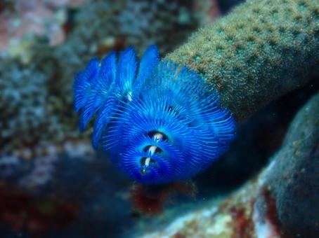 海の中のブルークリスマスツリーの写真