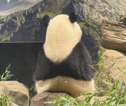 上野パンダ シャオシャオ2025④ パンダ,ジャイアントパンダ,シャオシャオの写真素材