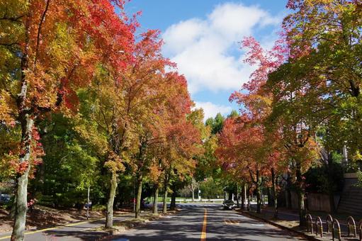 11月の三色彩道にて タイワンフウ,アメリカフウ,モミジバフウの写真素材
