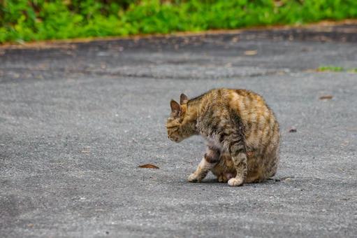 猫(122) 猫(122)の写真