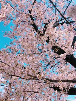空と桜 空と桜の写真