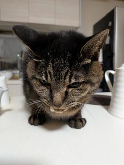 ねこ ネコ,ねこ,ペットの写真素材