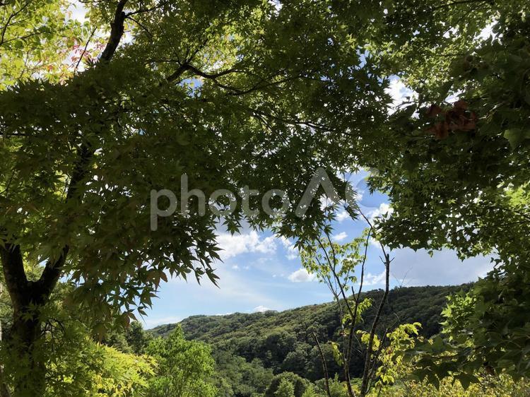 木々と山 背景,風景,木の写真素材