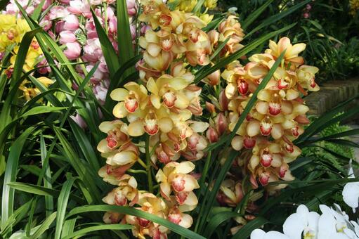 シンビジウム・ラン　咲く風景 美しい,鮮やか,冬の写真素材