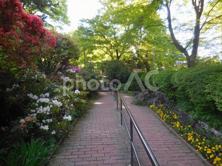箱根・強羅公園の風景 公園,強羅公園,箱根の写真素材