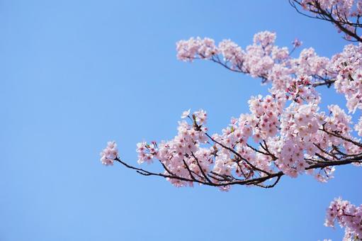 桜とそら 桜とそらの写真