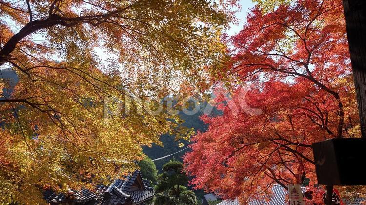 紅葉 秋月 秋月,紅葉,もみじの写真素材
